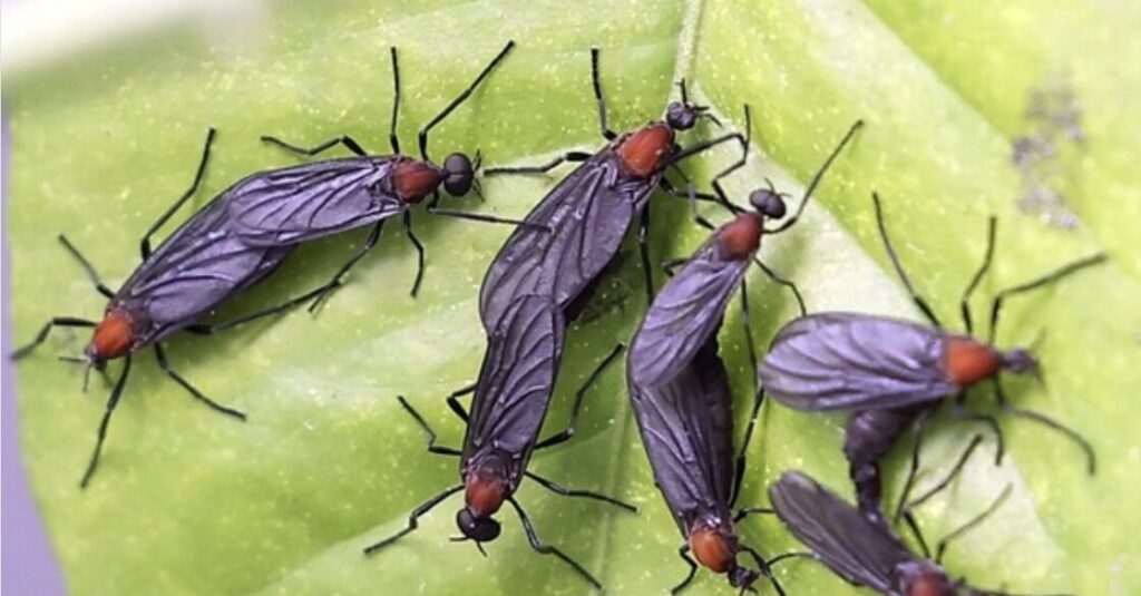 러브버그 퇴치법