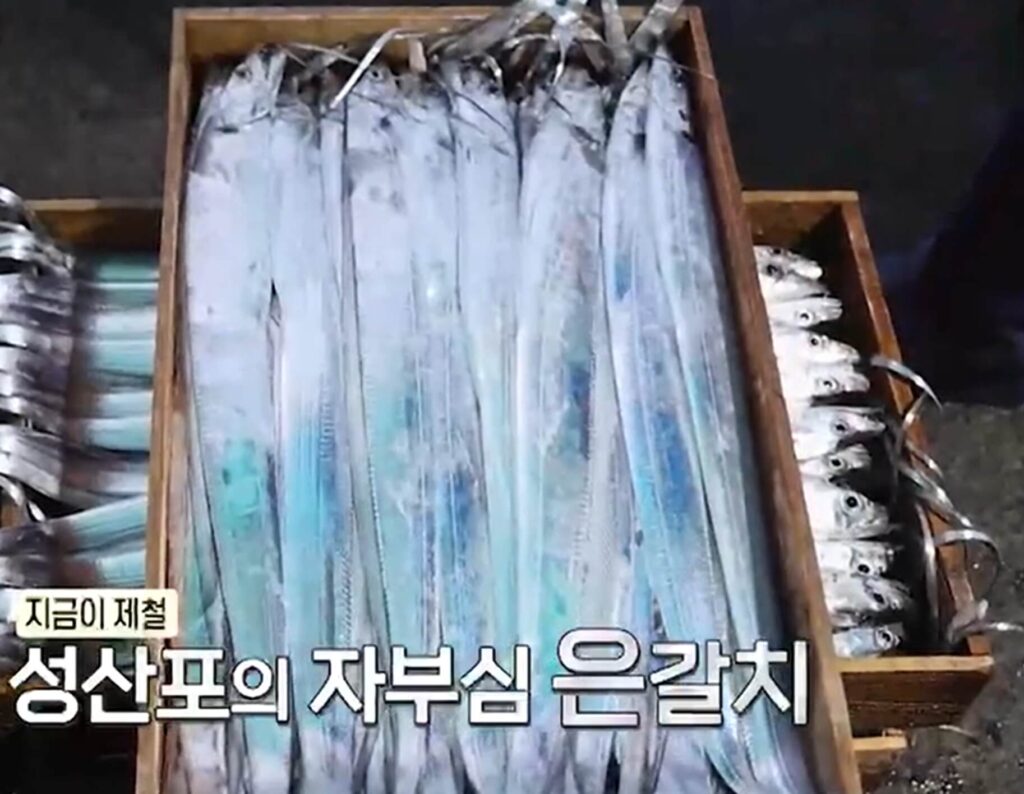 제주 은갈치 회센터